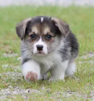 Graham Butter's Green M), a male Pembroke Welsh Corgi for sale in Mulberry, KS – 2 of 7