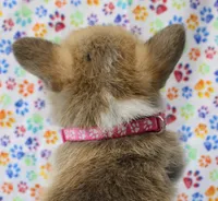 Bella (Stella's Pink F), a female Pembroke Welsh Corgi for sale in Mulberry, KS – 2 of 5