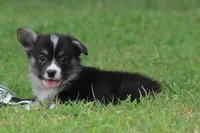 Brittani (Rain's Orange Collar Female), a female Pembroke Welsh Corgi for sale in Mulberry, KS – 4 of 10
