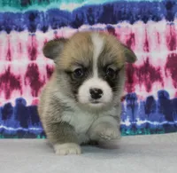 Brad (Rain's Brown Collar Male), a male Pembroke Welsh Corgi for sale in Mulberry, KS – 7 of 9