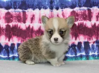 Kernel (Rain's Lime Collar Male), a male Pembroke Welsh Corgi for sale in Mulberry, KS – 8 of 8