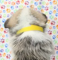 Yasmin (Butter's Yellow F), a female Pembroke Welsh Corgi for sale in Mulberry, KS – 2 of 5