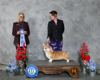 Dave (Rain's Black Collar Male), a male Pembroke Welsh Corgi for sale in Mulberry, KS – 7 of 8