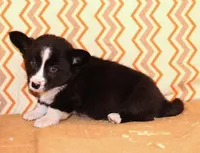 Buddy, a male Cardigan Welsh Corgi for sale in Mulberry, KS – 3 of 9