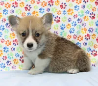Brady (Stella's Blue M), a male Pembroke Welsh Corgi for sale in Mulberry, KS – 3 of 4