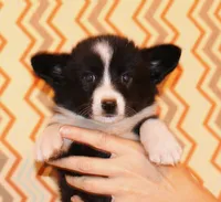 Aero , a male Cardigan Welsh Corgi for sale in Mulberry, KS – 5 of 10