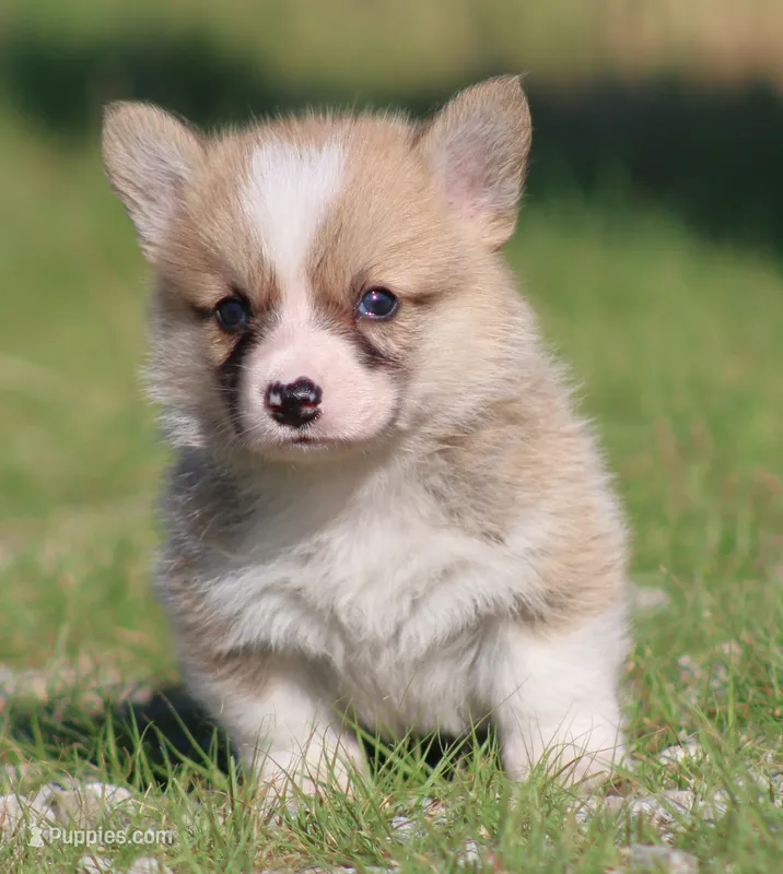 Biscuit (Nutmeg's Green Male)  – Pembroke Welsh Corgi puppy for sale in Mulberry, KS