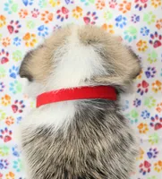 Rosie (Butter's Red Female), a female Pembroke Welsh Corgi for sale in Mulberry, KS – 3 of 4