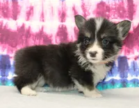 Brittani (Rain's Orange Collar Female), a female Pembroke Welsh Corgi for sale in Mulberry, KS – 9 of 9