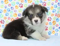 Graham Butter's Green M), a male Pembroke Welsh Corgi for sale in Mulberry, KS – 2 of 3
