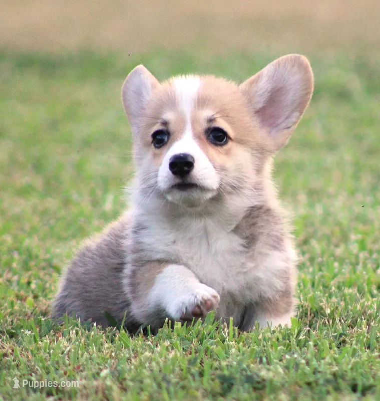 Kernel (Rain's Lime Collar Male) – Pembroke Welsh Corgi puppy for sale in Mulberry, KS