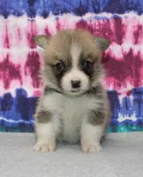 Dave (Rain's Black Collar Male), a male Pembroke Welsh Corgi for sale in Mulberry, KS – 2 of 8