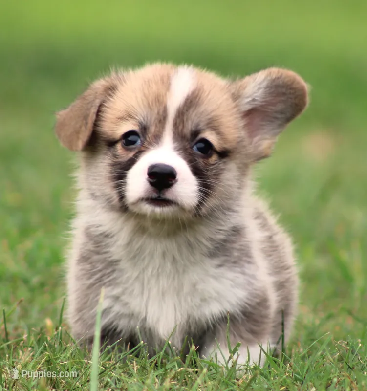 Brad (Rain's Brown Collar Male) – Pembroke Welsh Corgi puppy for sale in Mulberry, KS