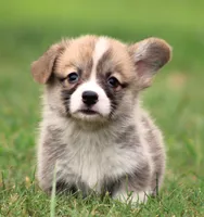 Brad (Rain's Brown Collar Male), a male Pembroke Welsh Corgi for sale in Mulberry, KS – 3 of 10