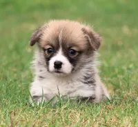 Kevin (Rain's Tan Collar Male), a male Pembroke Welsh Corgi for sale in Mulberry, KS – 6 of 10