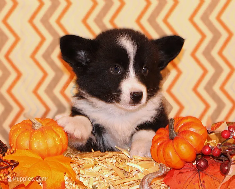 Aero  – Cardigan Welsh Corgi puppy for sale in Mulberry, KS