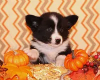 Aero , a male Cardigan Welsh Corgi for sale in Mulberry, KS – 1 of 10