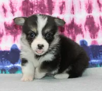 Becki  (Rain's Pink Collar Female), a female Pembroke Welsh Corgi for sale in Mulberry, KS – 3 of 7