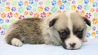 Yasmin (Butter's Yellow F), a female Pembroke Welsh Corgi for sale in Mulberry, KS – 5 of 5