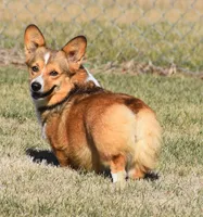 Biscuit (Nutmeg's Green Male) , a male Pembroke Welsh Corgi for sale in Mulberry, KS – 5 of 10