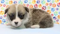 Rosie (Butter's Red Female), a female Pembroke Welsh Corgi for sale in Mulberry, KS – 4 of 4