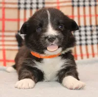 Birdie, a female Cardigan Welsh Corgi for sale in Mulberry, KS – 6 of 8
