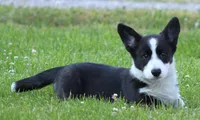 Riddle, a male Cardigan Welsh Corgi for sale in Mulberry, KS – 2 of 4