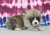 Kevin (Rain's Tan Collar Male), a male Pembroke Welsh Corgi for sale in Mulberry, KS – 4 of 8