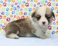 Piper (Butter's Purple F), a female Pembroke Welsh Corgi for sale in Mulberry, KS – 4 of 4