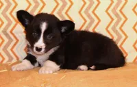 Buddy, a male Cardigan Welsh Corgi for sale in Mulberry, KS – 2 of 9