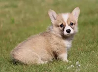 Biscuit (Nutmeg's Green Male) , a male Pembroke Welsh Corgi for sale in Mulberry, KS – 7 of 10