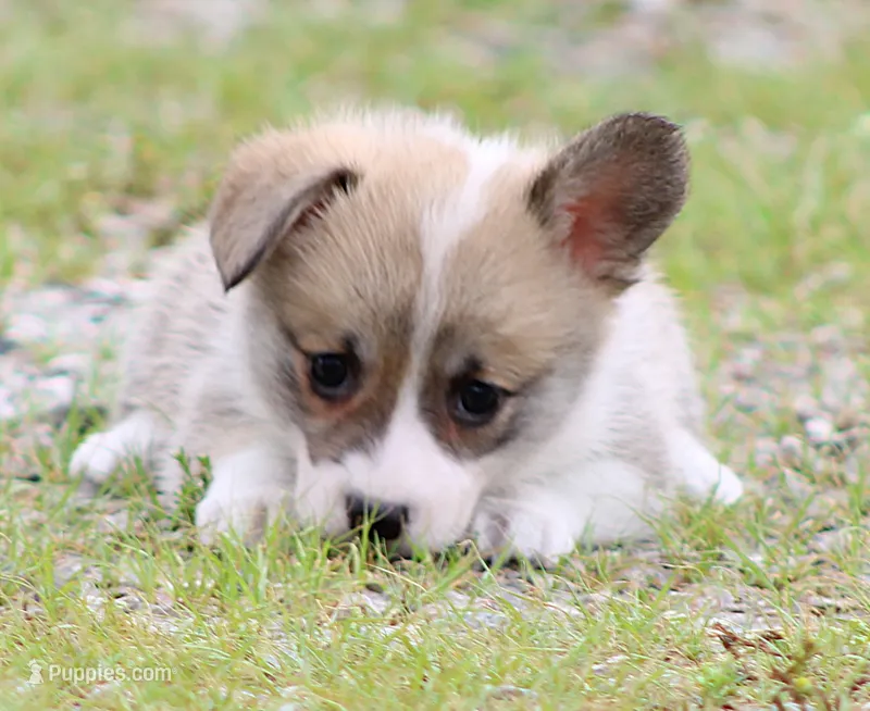 Rosie (Butter's Red Female) – Pembroke Welsh Corgi puppy for sale in Mulberry, KS