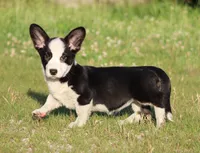 Marigold, a female Cardigan Welsh Corgi for sale in Mulberry, KS – 7 of 9
