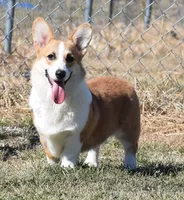 Biscuit (Nutmeg's Green Male) , a male Pembroke Welsh Corgi for sale in Mulberry, KS – 3 of 10