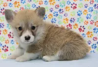 Bella (Stella's Pink F), a female Pembroke Welsh Corgi for sale in Mulberry, KS – 5 of 5