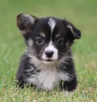 Brittani (Rain's Orange Collar Female), a female Pembroke Welsh Corgi for sale in Mulberry, KS – 5 of 10