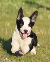 Marigold, a female Cardigan Welsh Corgi for sale in Mulberry, KS – 2 of 9