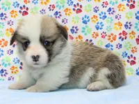 Piper (Butter's Purple F), a female Pembroke Welsh Corgi for sale in Mulberry, KS – 3 of 4