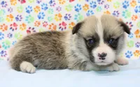 Yasmin (Butter's Yellow F), a female Pembroke Welsh Corgi for sale in Mulberry, KS – 3 of 5