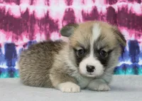 Brad (Rain's Brown Collar Male), a male Pembroke Welsh Corgi for sale in Mulberry, KS – 9 of 9