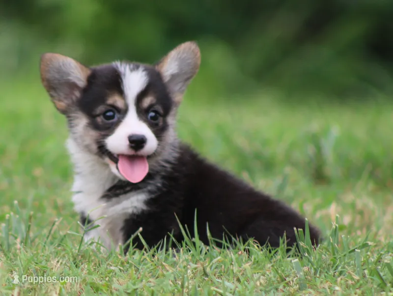 Becki  (Rain's Pink Collar Female) – Pembroke Welsh Corgi puppy for sale in Mulberry, KS
