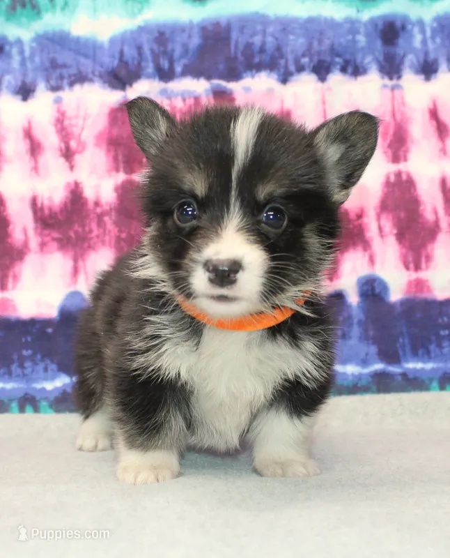 Brittani (Rain's Orange Collar Female) – Pembroke Welsh Corgi puppy for sale in Mulberry, KS