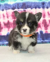 Brittani (Rain's Orange Collar Female), a female Pembroke Welsh Corgi for sale in Mulberry, KS – 1 of 9