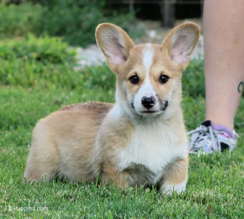 (Crouton)  Triple Clear OFA Parents – Pembroke Welsh Corgi puppy for sale in Mulberry, KS