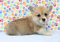 Blanche (Stella's Purple F), a female Pembroke Welsh Corgi for sale in Mulberry, KS – 3 of 4