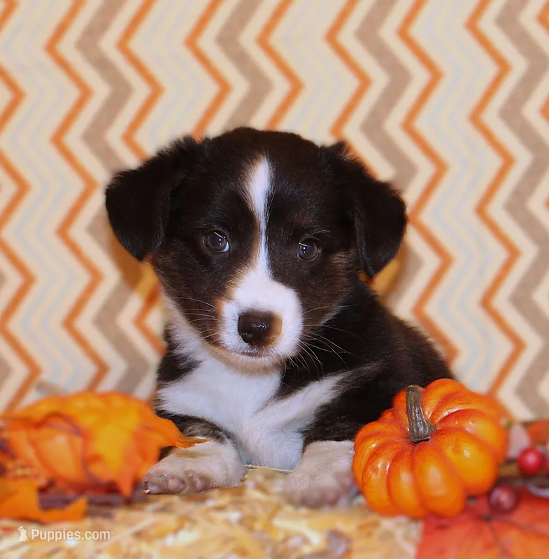 Buttons – Cardigan Welsh Corgi puppy for sale in Mulberry, KS