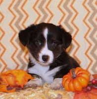 Buttons, a male Cardigan Welsh Corgi for sale in Mulberry, KS – 1 of 8