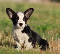 Marigold, a female Cardigan Welsh Corgi for sale in Mulberry, KS – 8 of 9