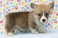 Brady (Stella's Blue M), a male Pembroke Welsh Corgi for sale in Mulberry, KS – 2 of 4