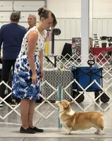 Brittani (Rain's Orange Collar Female), a female Pembroke Welsh Corgi for sale in Mulberry, KS – 4 of 9